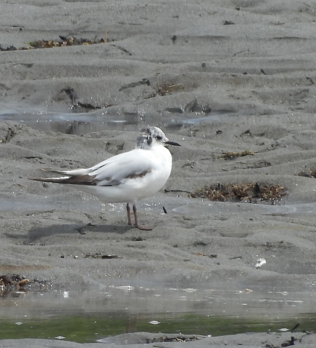 Little Gull - ML638363719