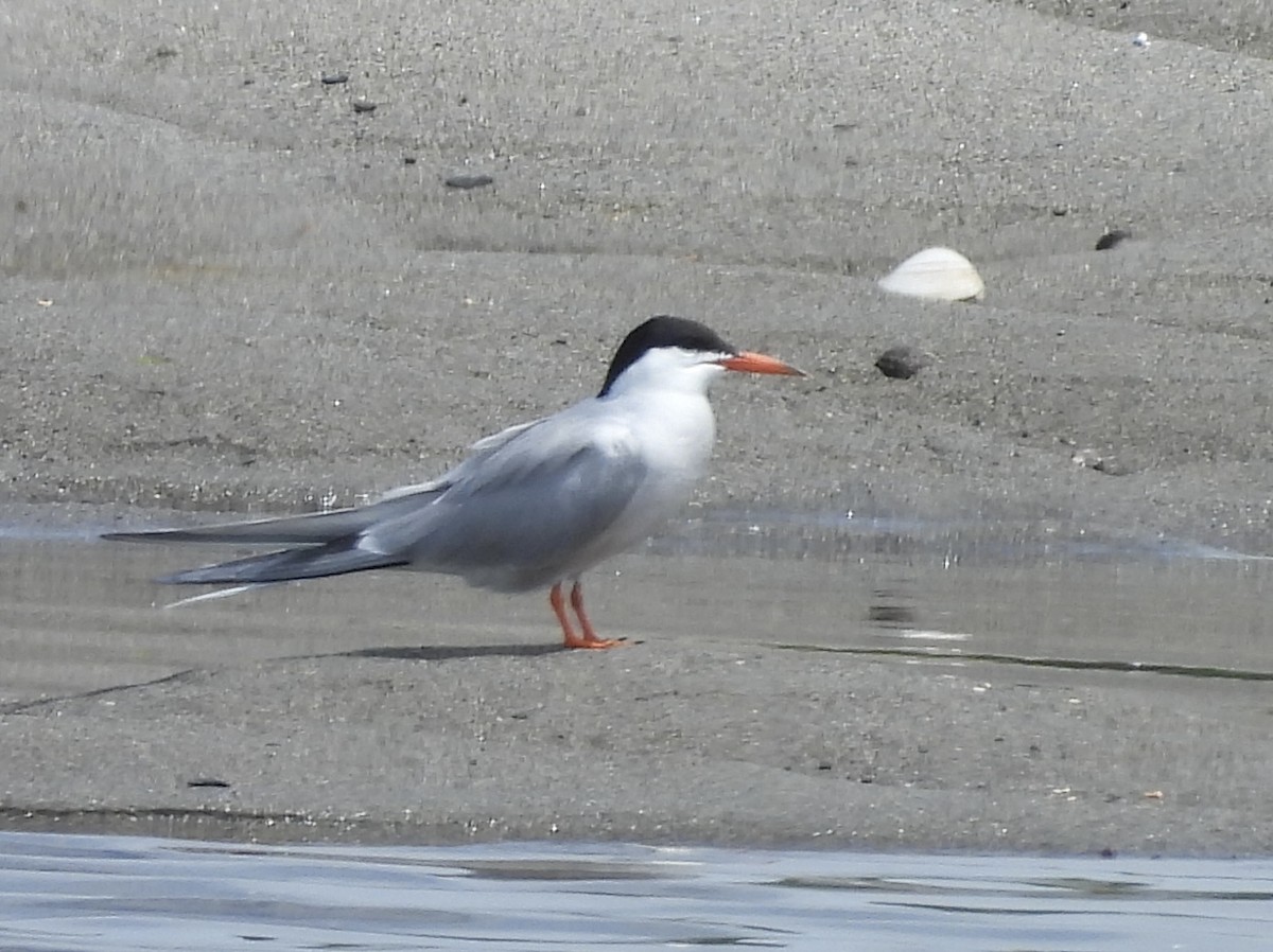 Common Tern - ML638363724
