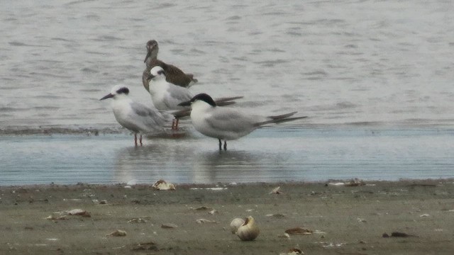 Gull-billed Tern - ML638363733
