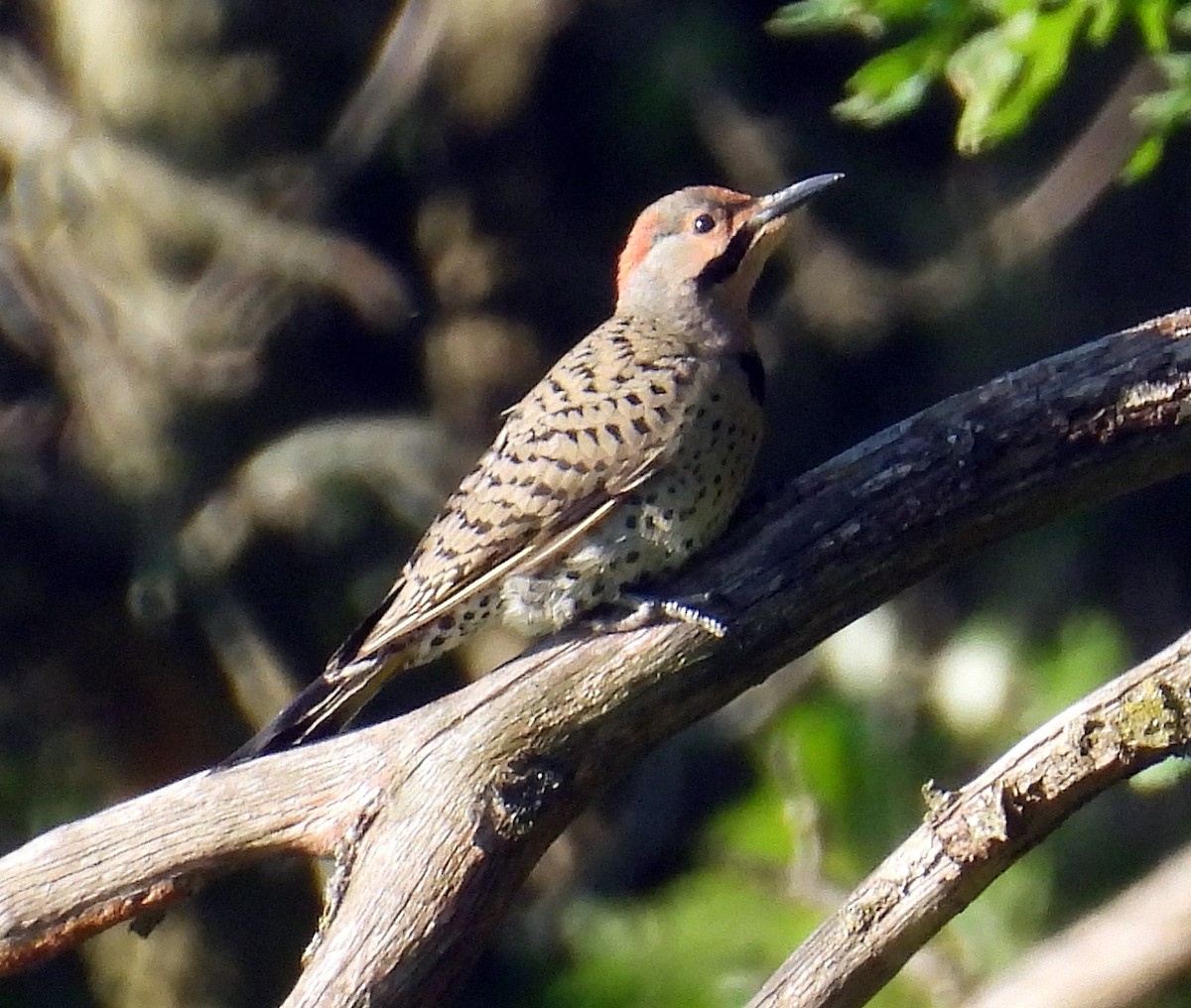 Northern Flicker - ML638363765