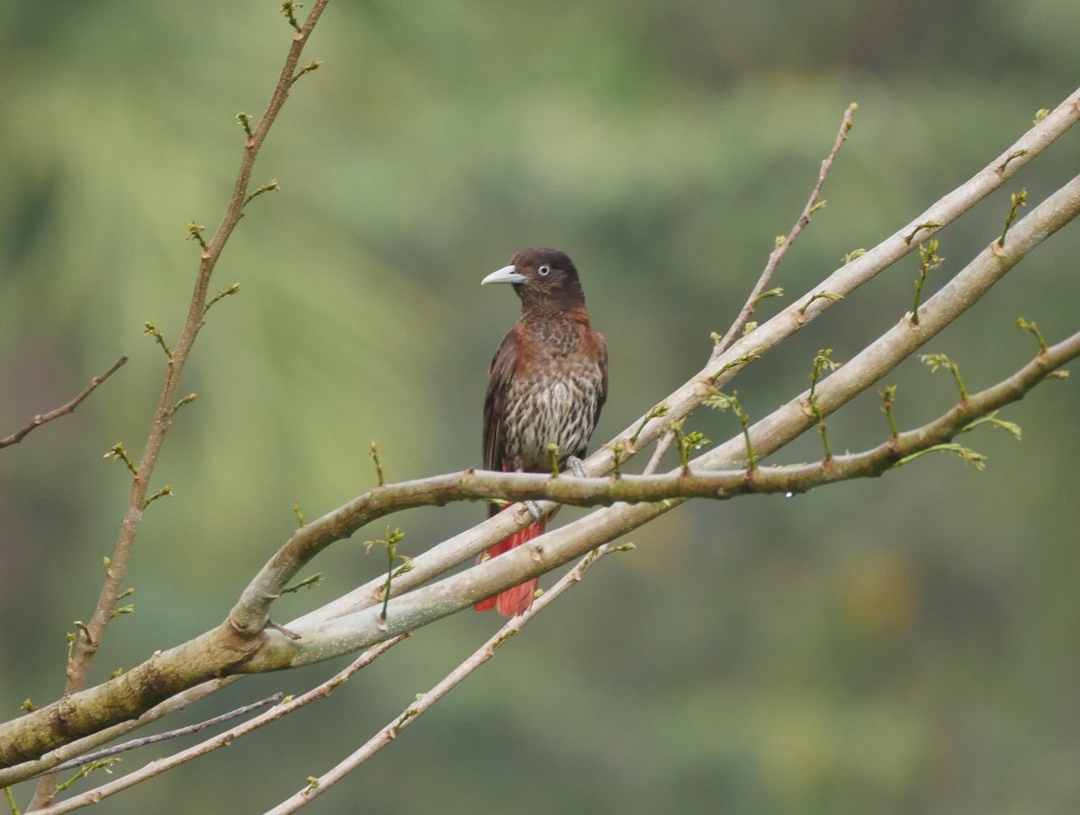 Maroon Oriole (Crimson) - ML638363782