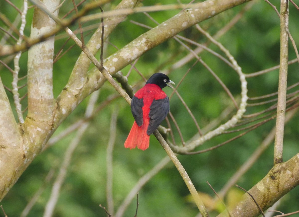Maroon Oriole (Crimson) - ML638363783