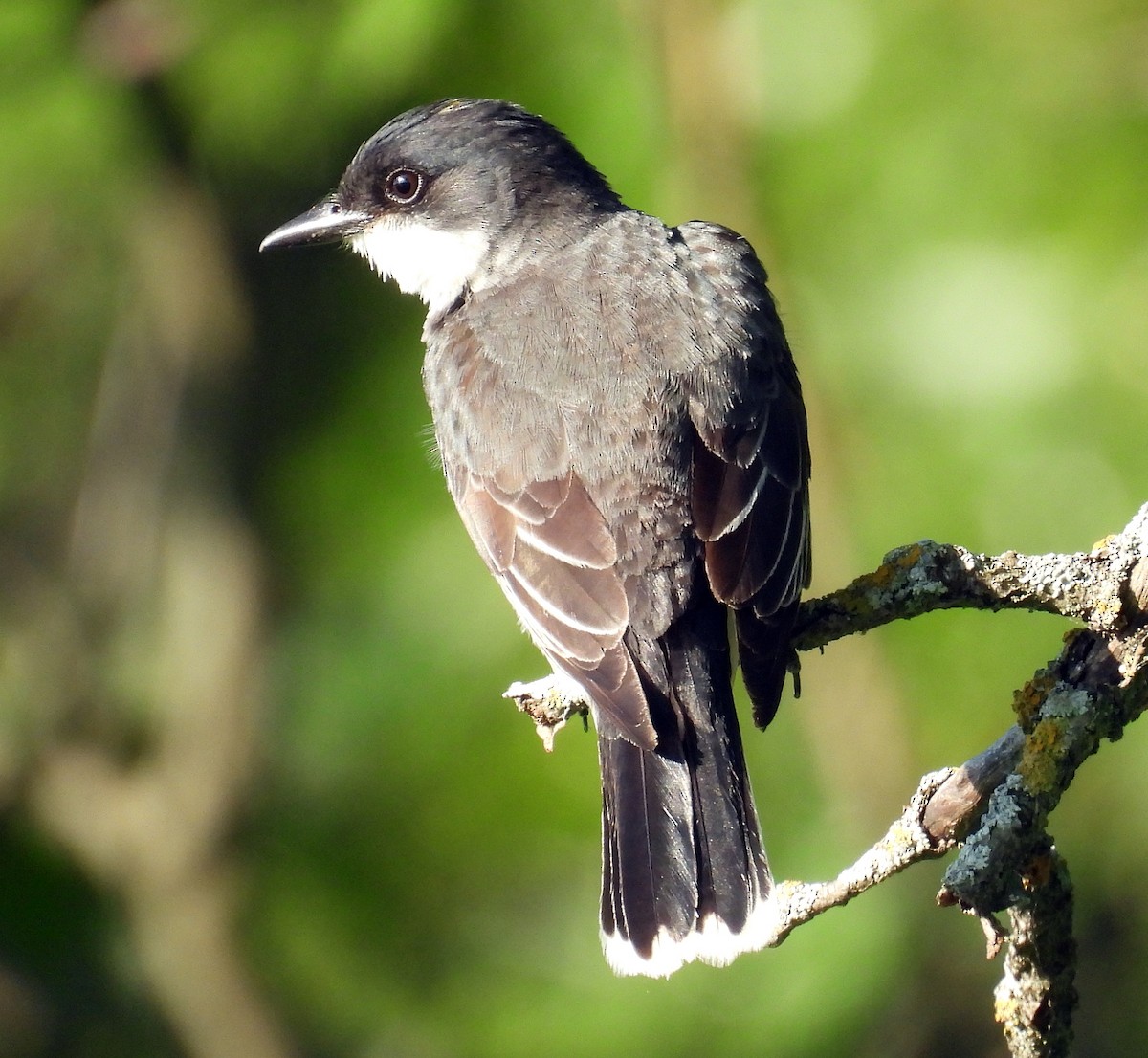Eastern Kingbird - ML638363784