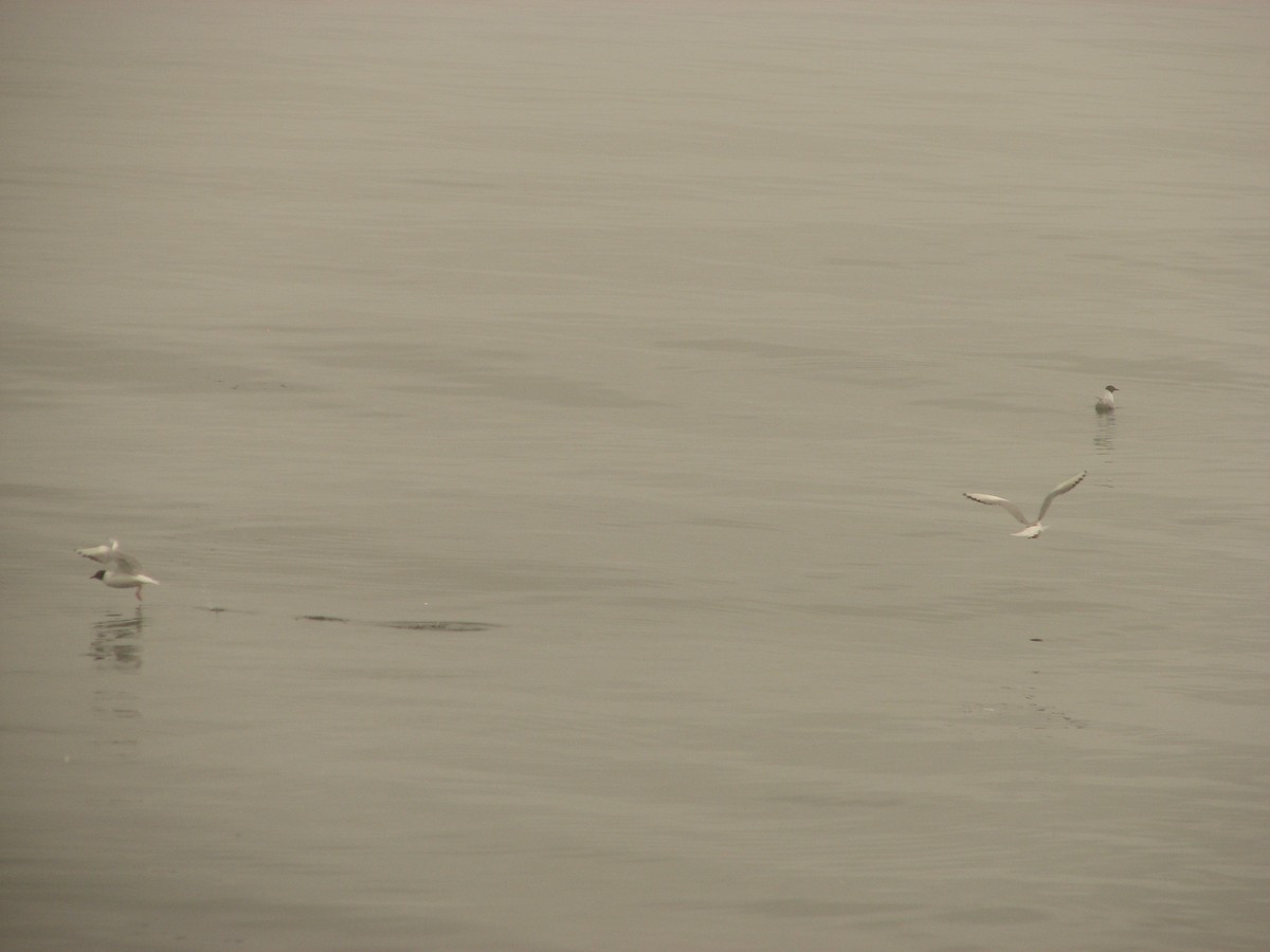 Bonaparte's Gull - ML638363856