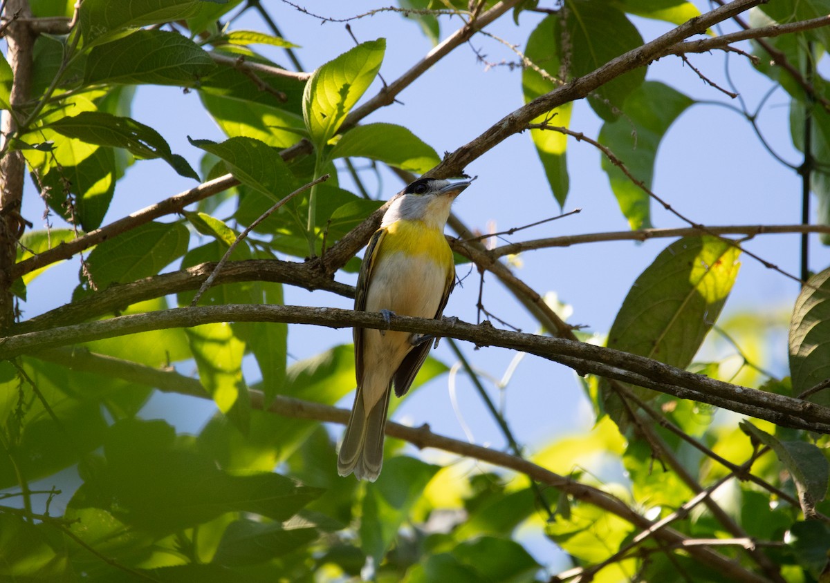 Green-backed Becard - ML638363888