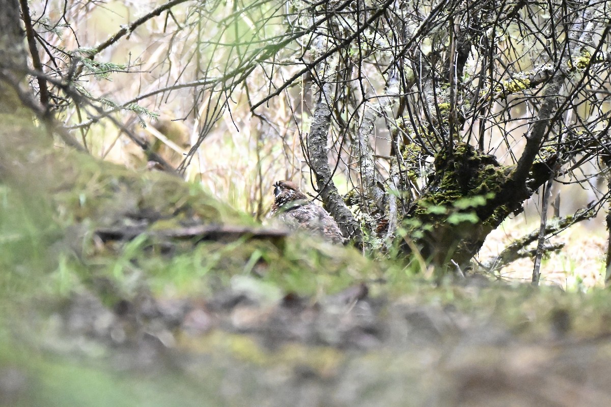 Chinese Grouse - ML638363891