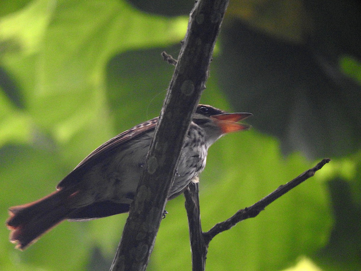 Streaked Flycatcher - ML638363897