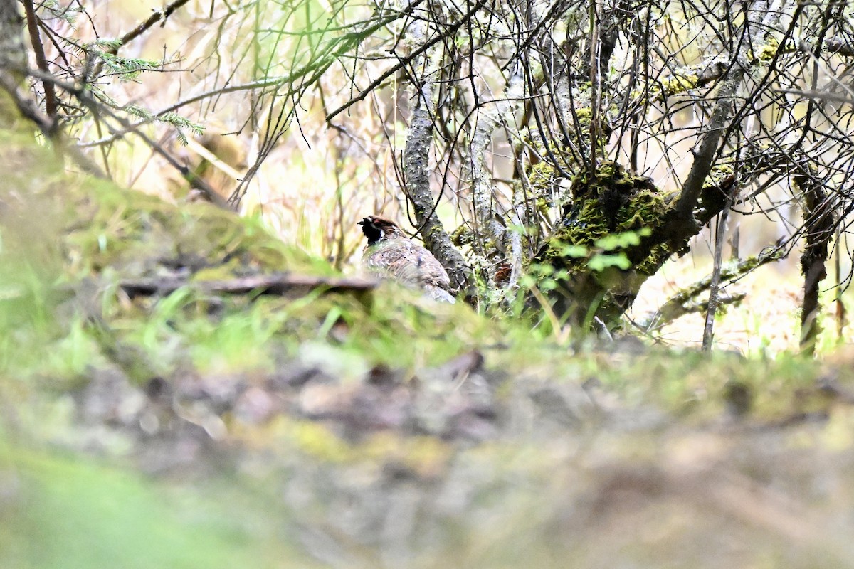 Chinese Grouse - ML638363900