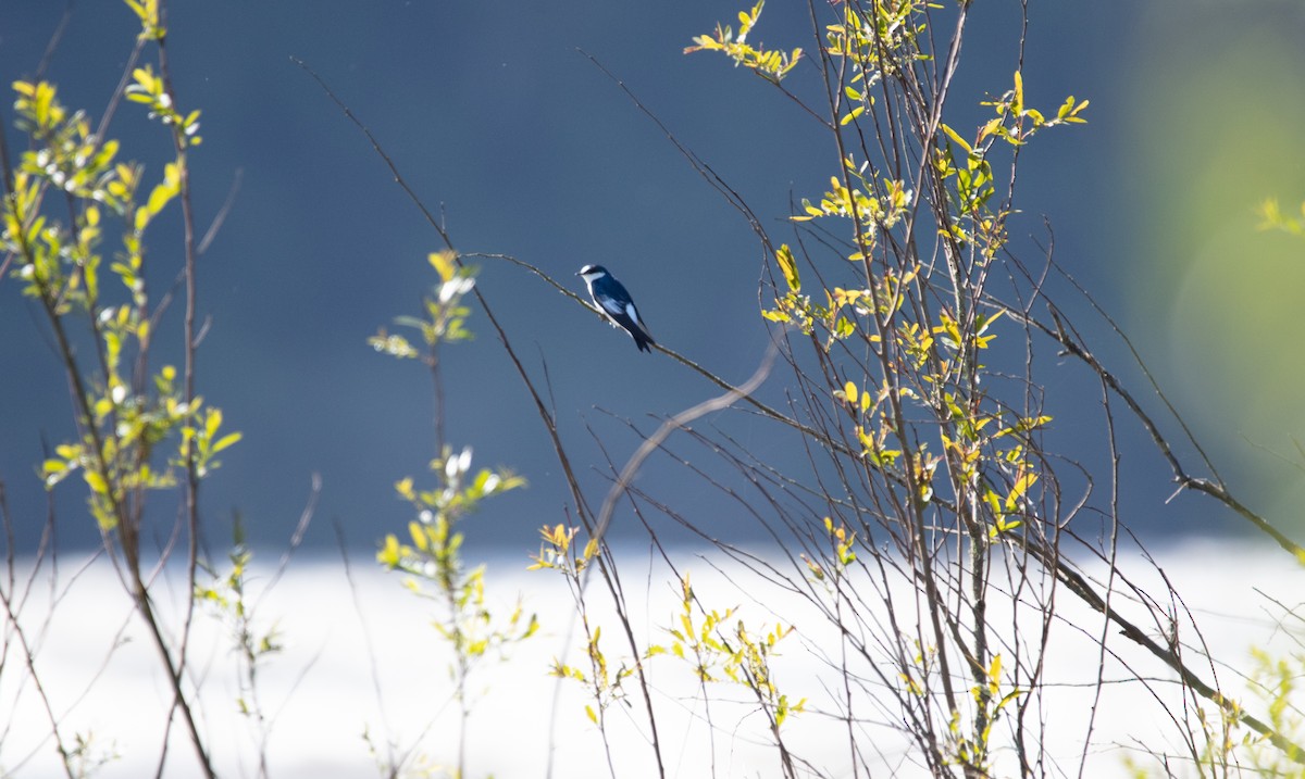 White-winged Swallow - ML638363910