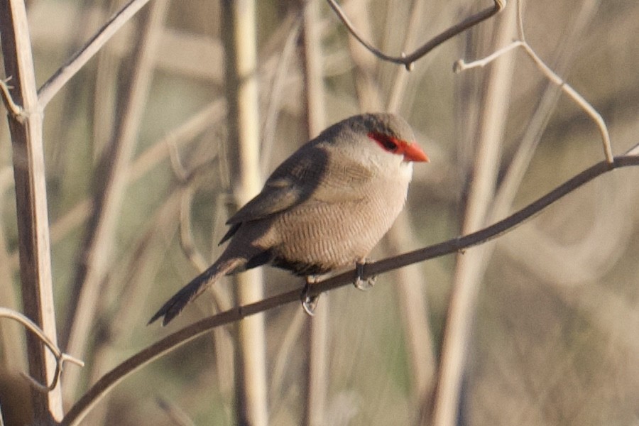 Common Waxbill - ML638363922