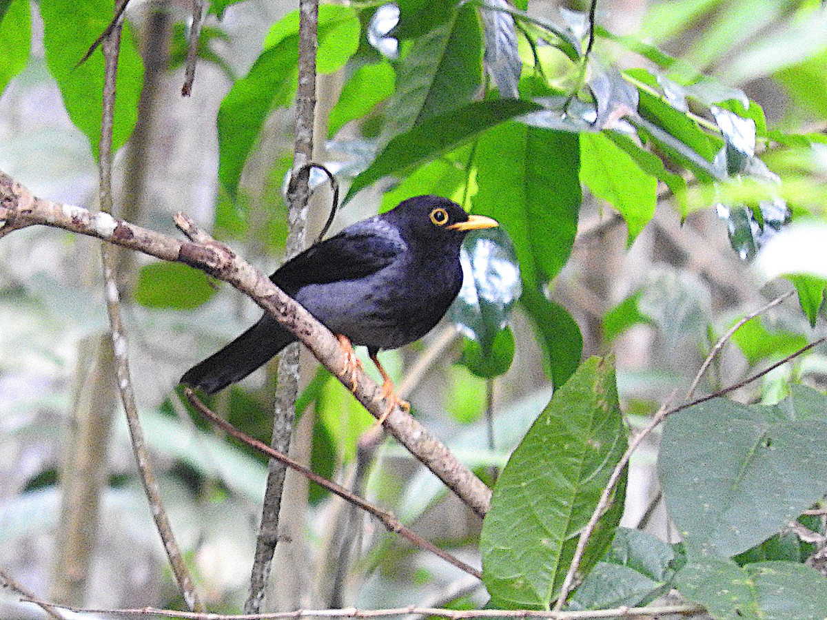 Yellow-legged Thrush - ML638363948