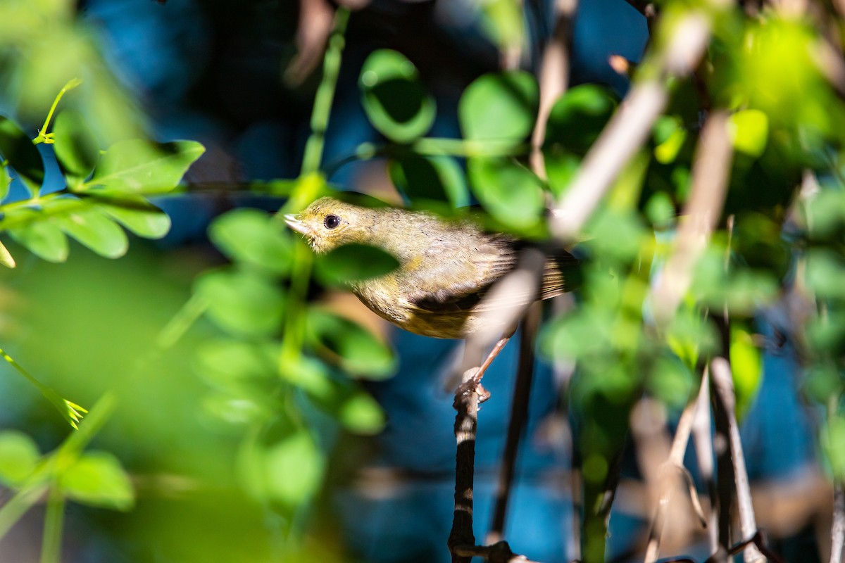 Cinnamon-bellied Flowerpiercer - ML638363974