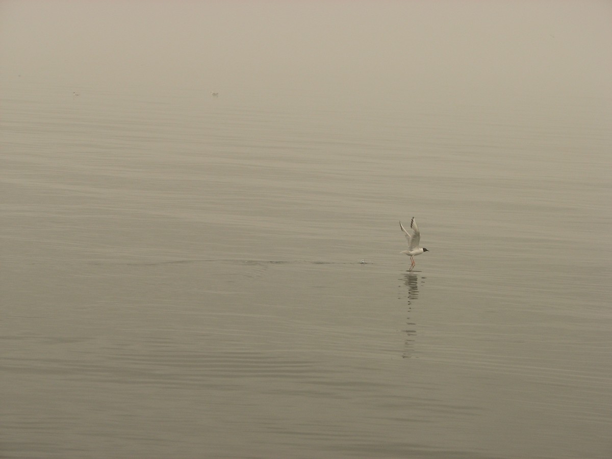 Bonaparte's Gull - ML638363981