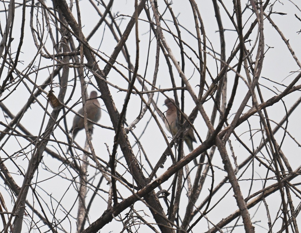 Laughing Dove - ML638363984