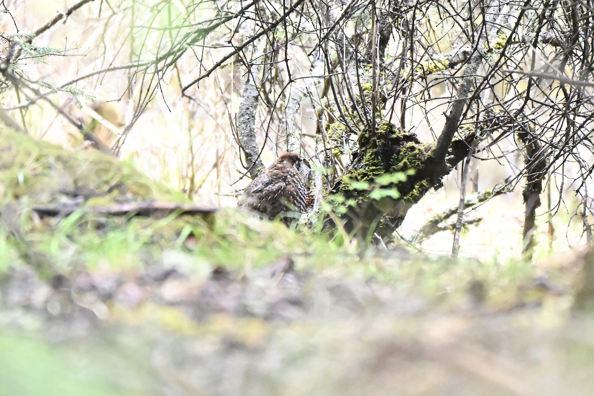 Chinese Grouse - ML638363989