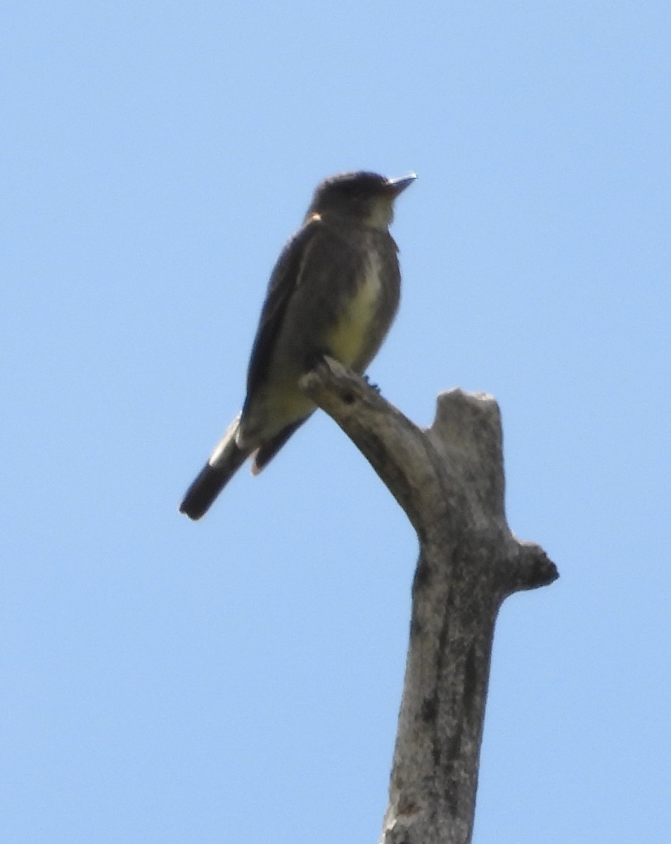 jakkepivi - ML638364010