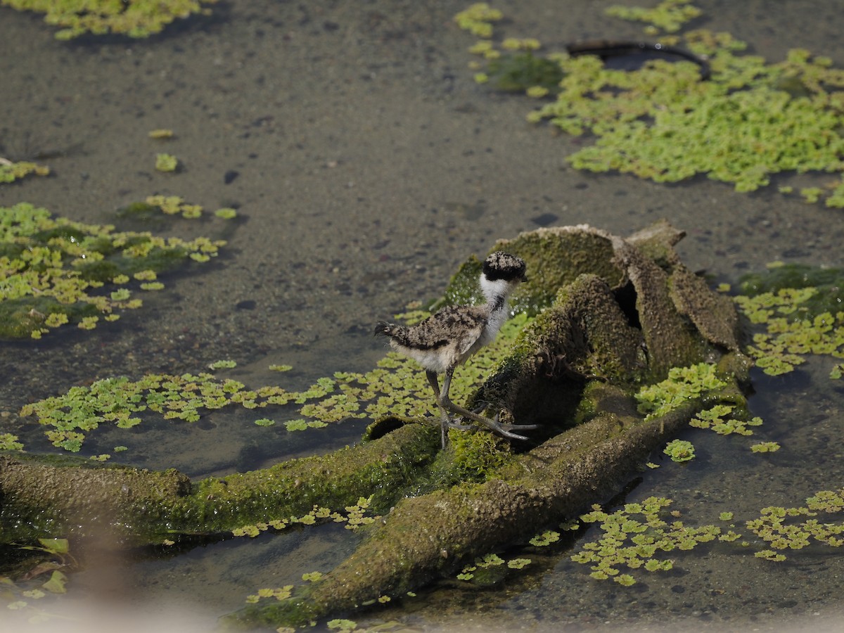 Spur-winged Lapwing - ML638364013