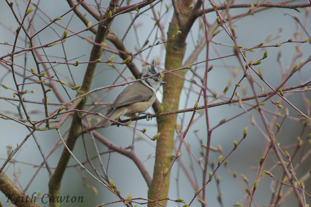 Crested Tit - ML638364095