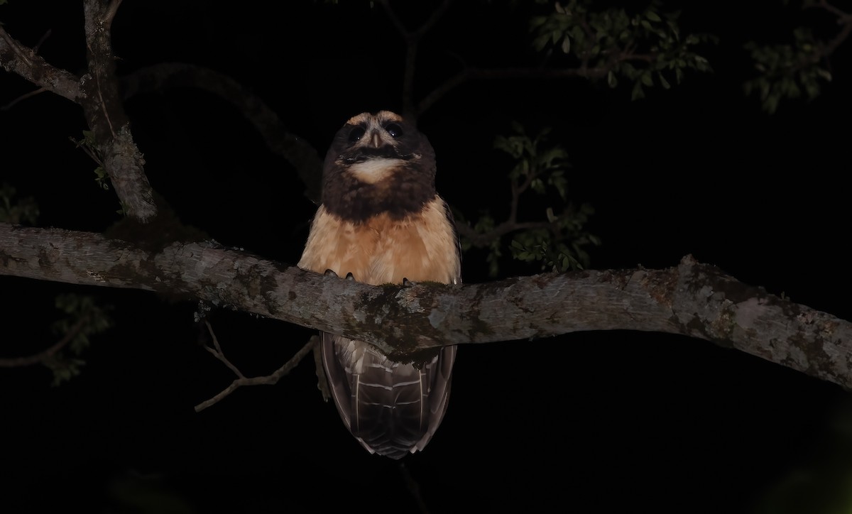 Tawny-browed Owl - ML638364133