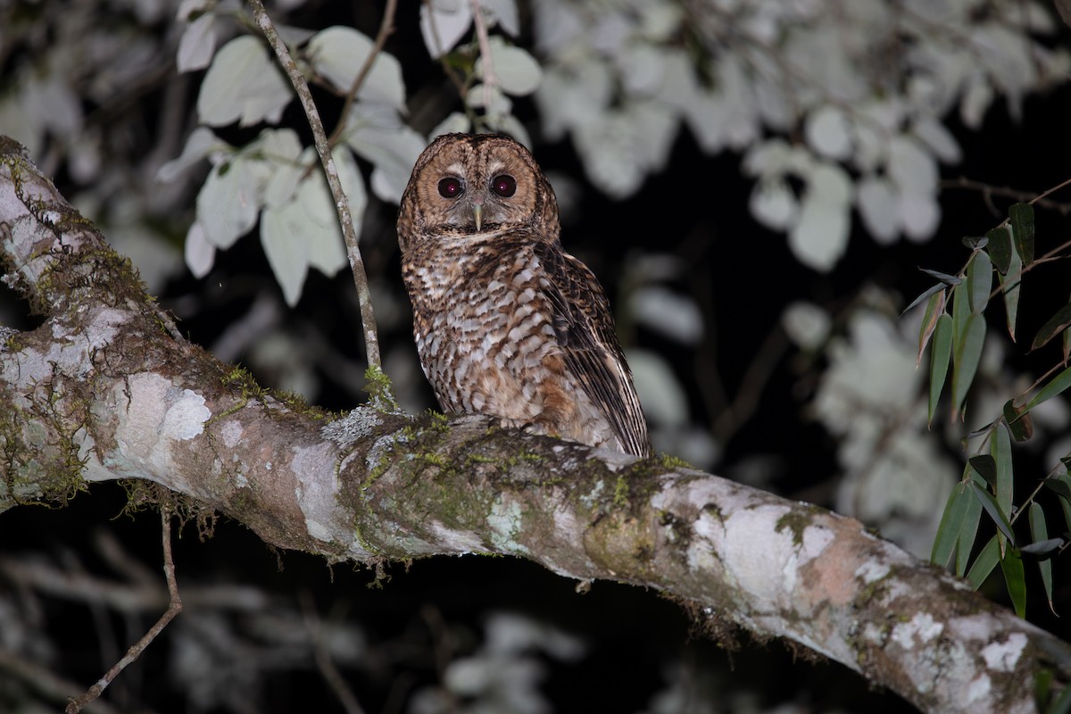 Rusty-barred Owl - ML638364139