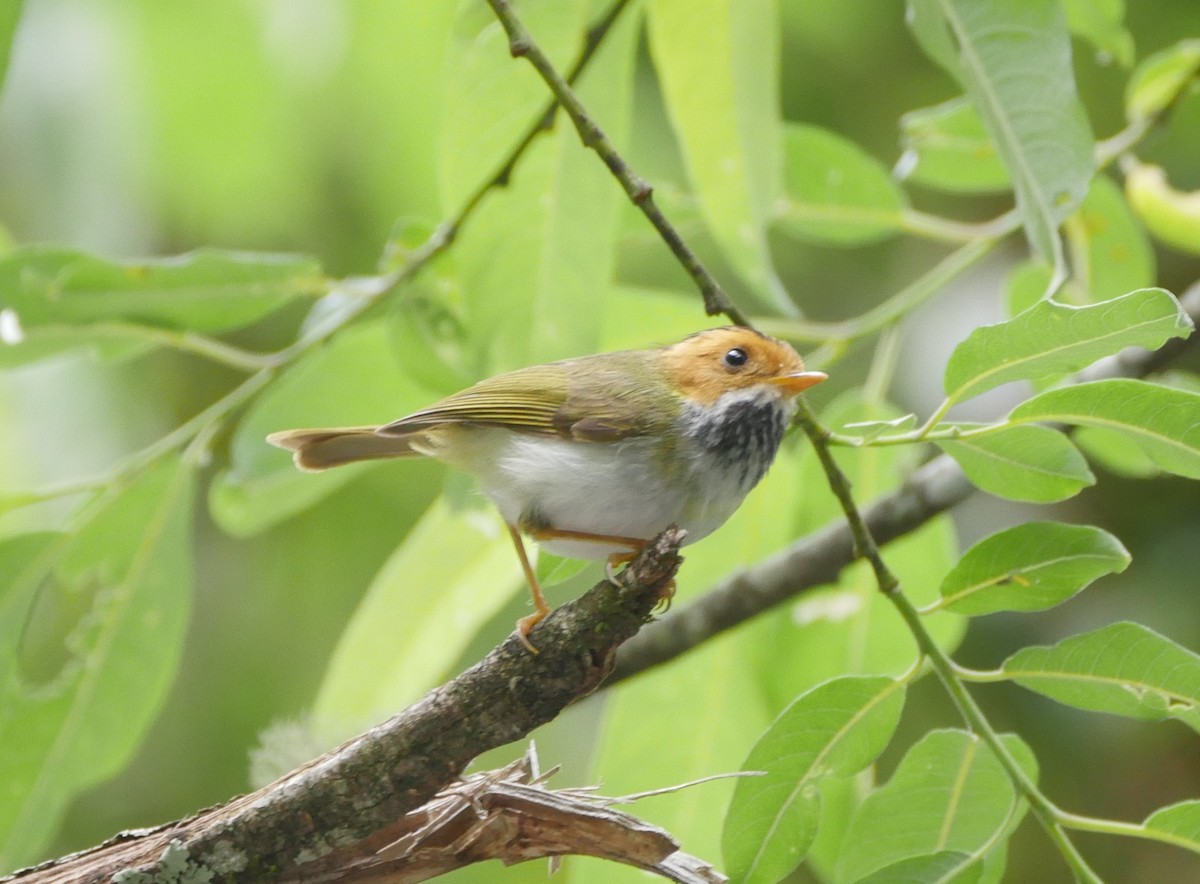 Rufous-faced Warbler - ML638364158