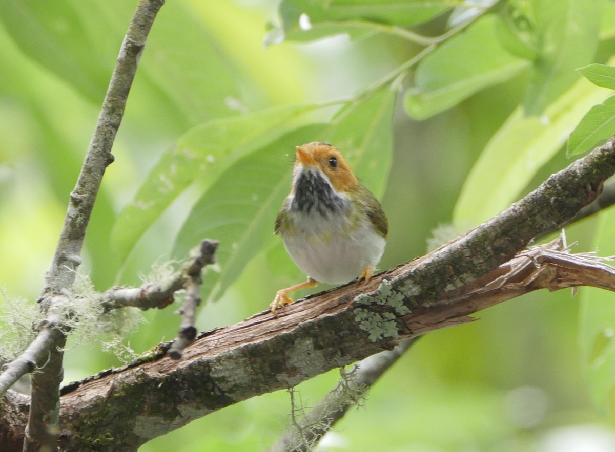 Rufous-faced Warbler - ML638364160