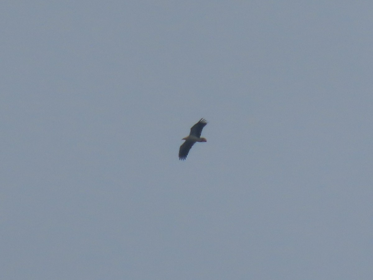 Egyptian Vulture - ML638364173