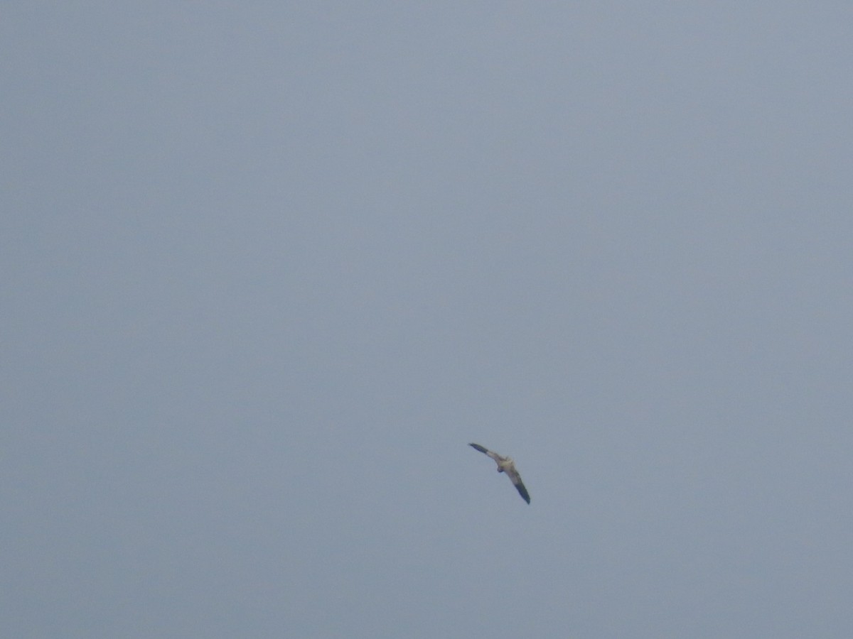 Egyptian Vulture - ML638364174