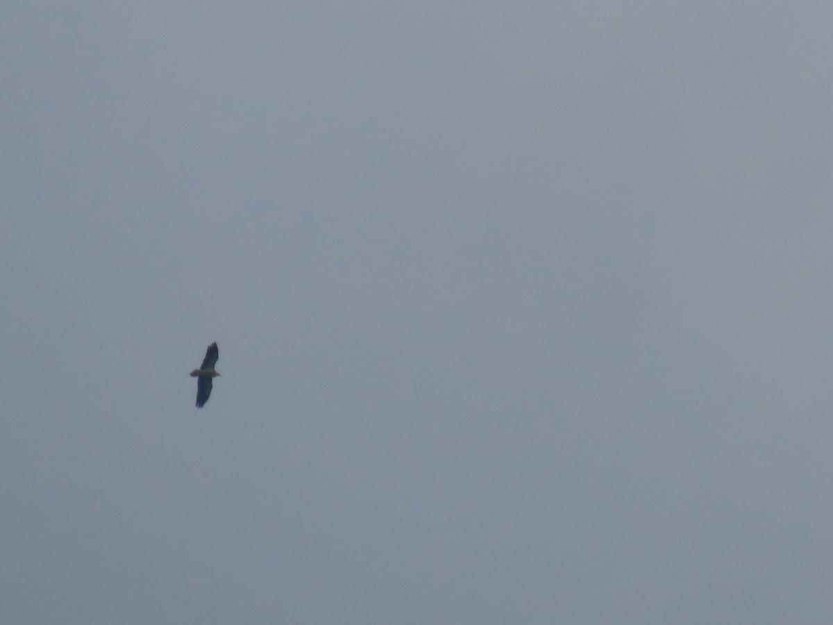 Egyptian Vulture - ML638364175