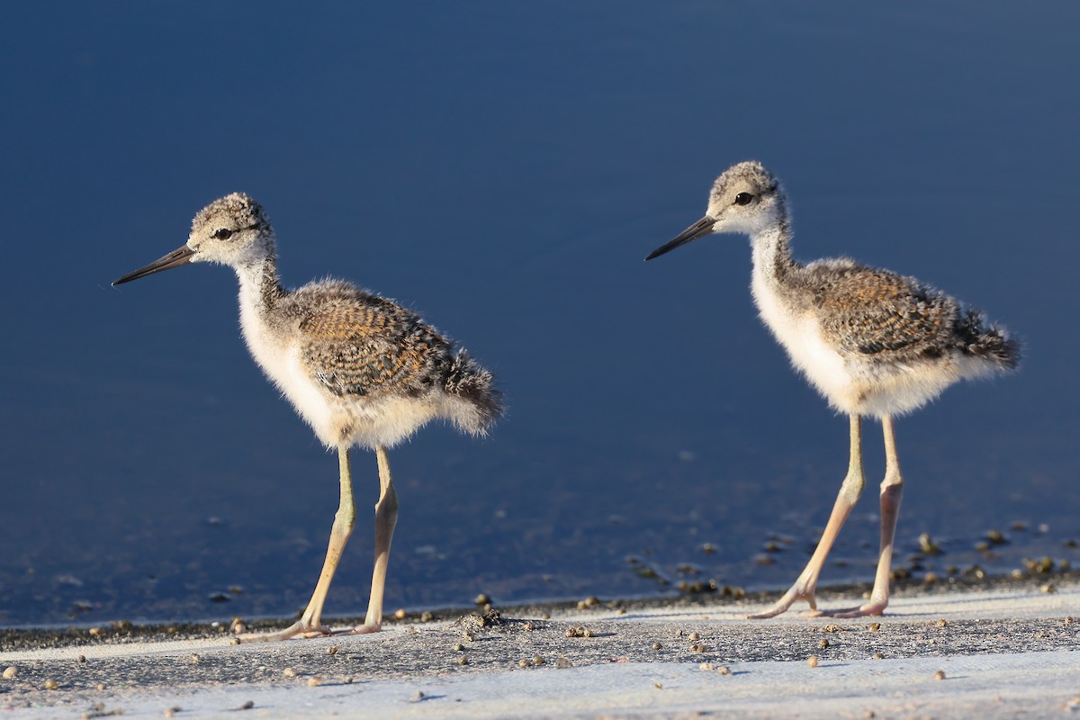 Black-necked Stilt (Hawaiian) - ML638364180