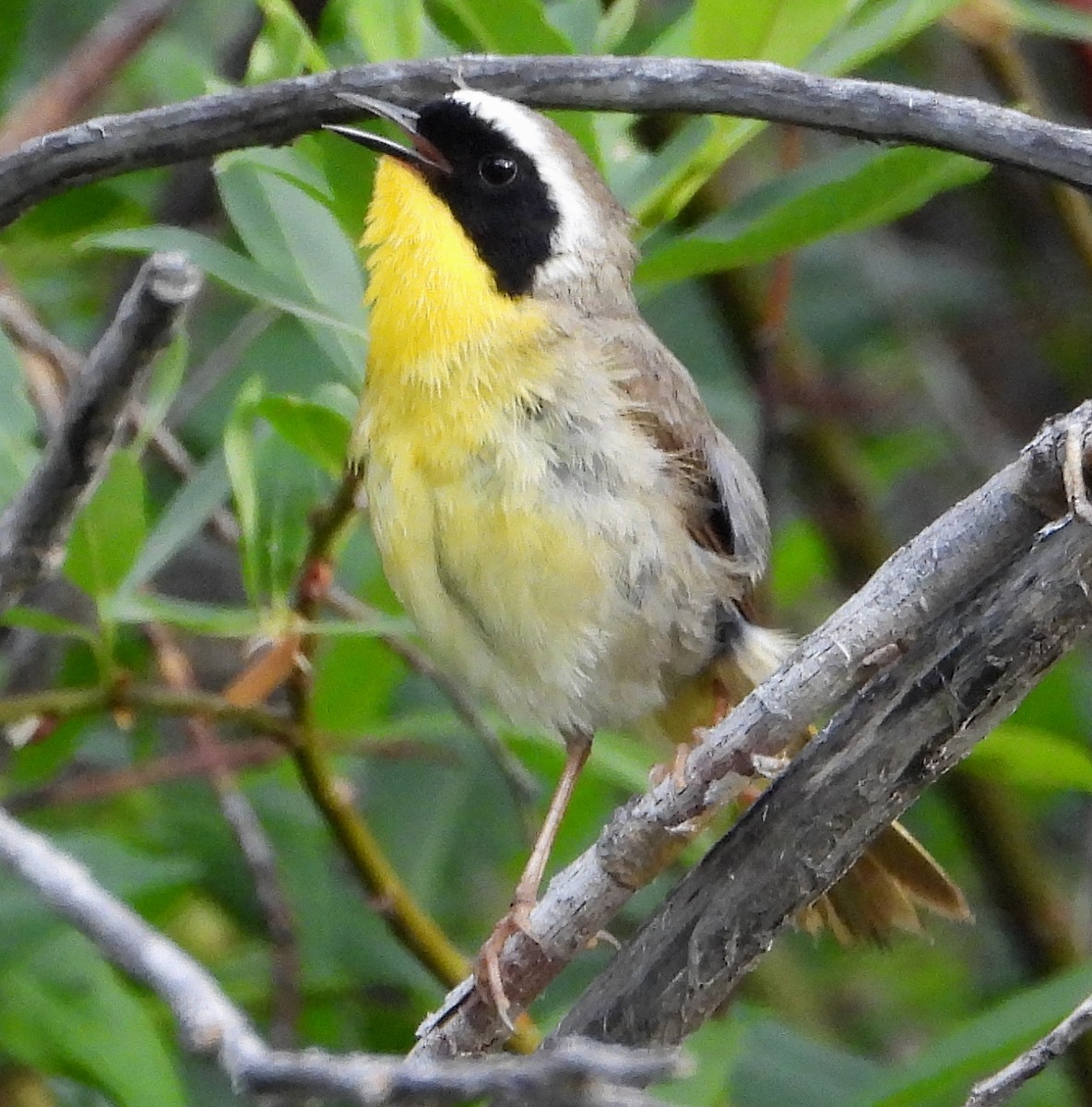 Common Yellowthroat - ML638364189