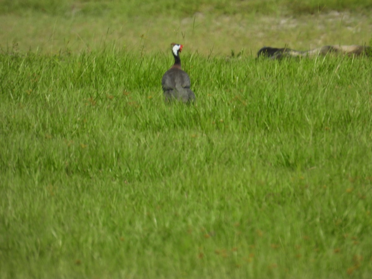 Helmeted Guineafowl - ML638364199