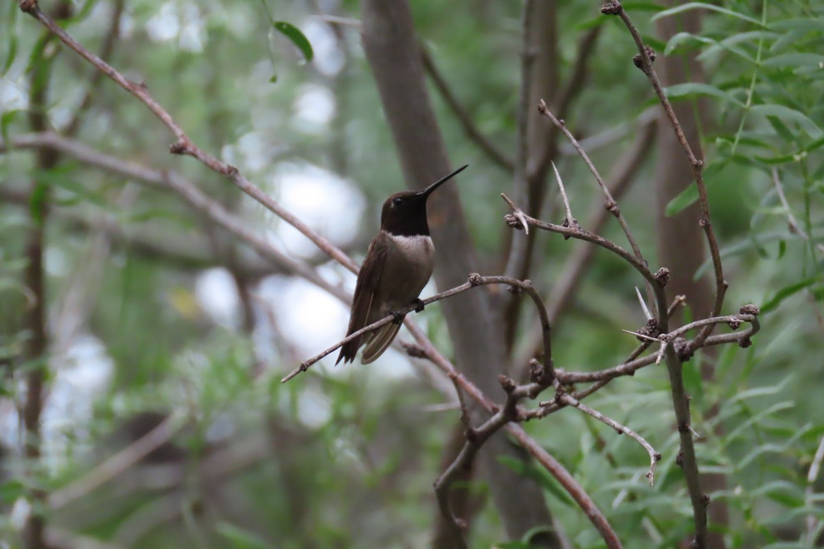Colibrí Gorjinegro - ML638364205