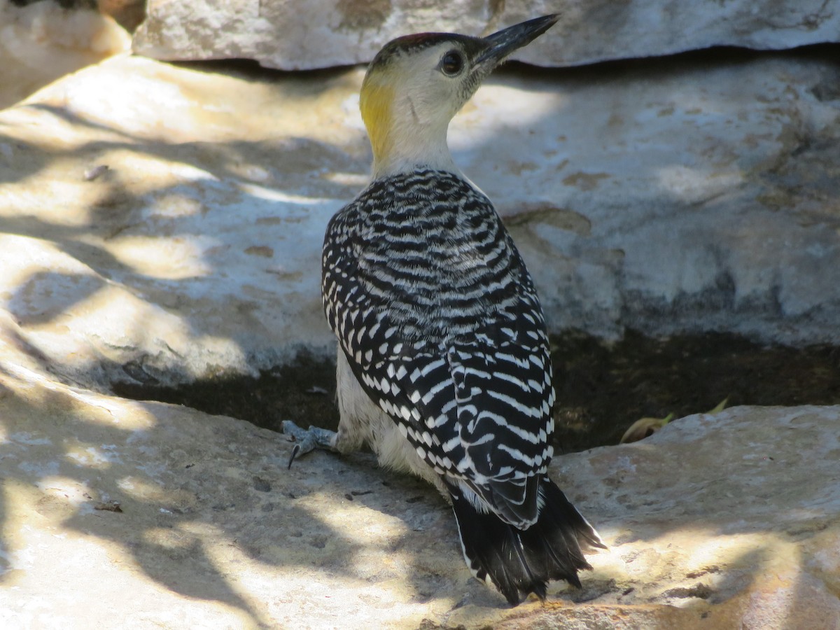 Carpintero Frentidorado - ML638364211