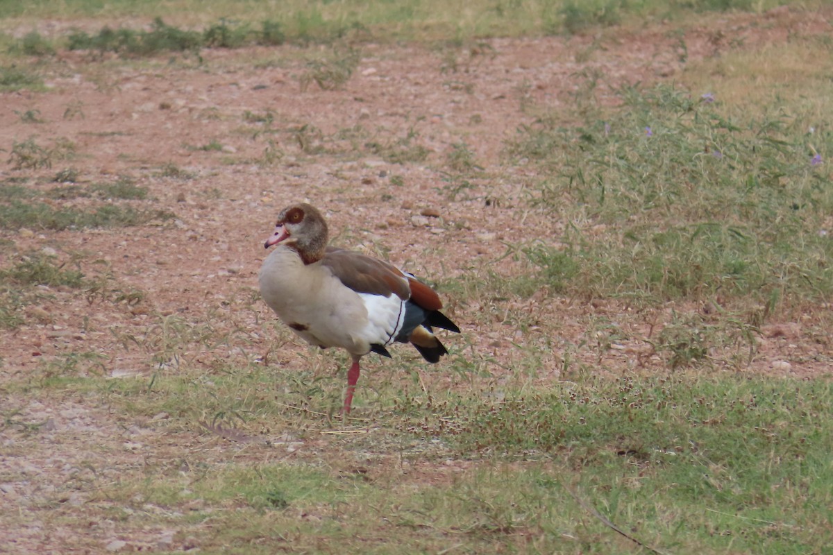 Egyptian Goose - ML638364218