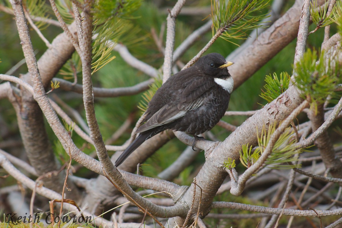 Mirlo Capiblanco (torquatus) - ML638364220