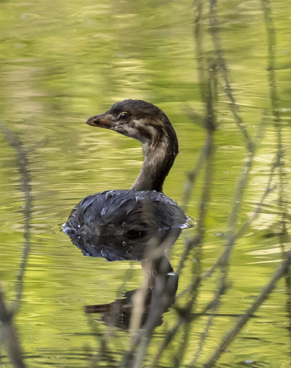 Pied-billed Grebe - ML638364235