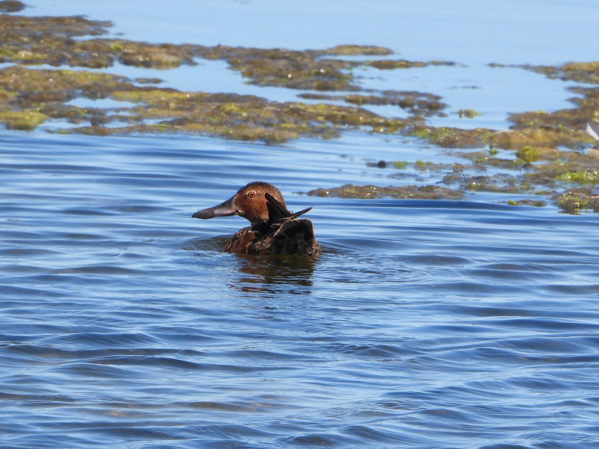 Cinnamon Teal - ML638364245