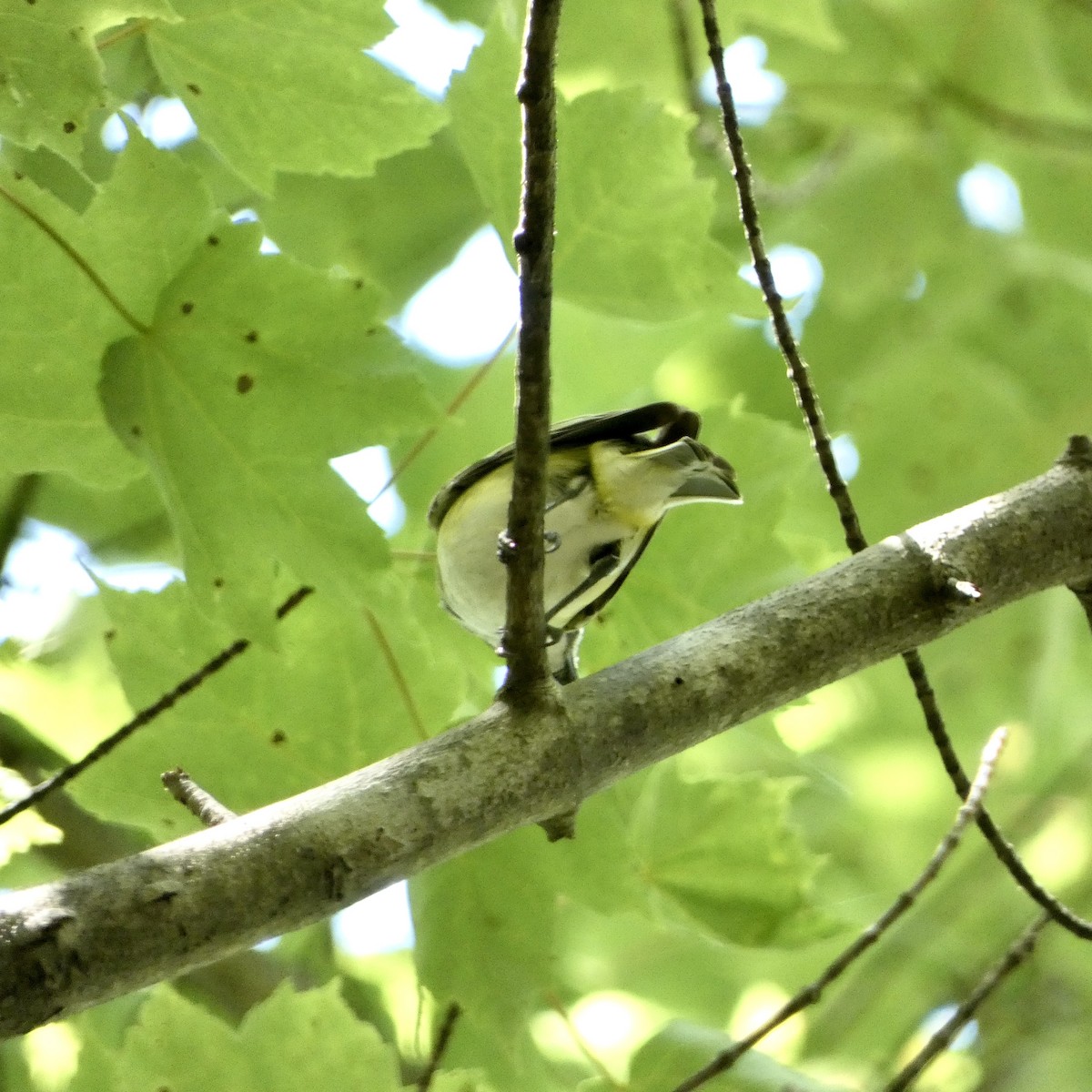 Blue-headed Vireo - ML638364247