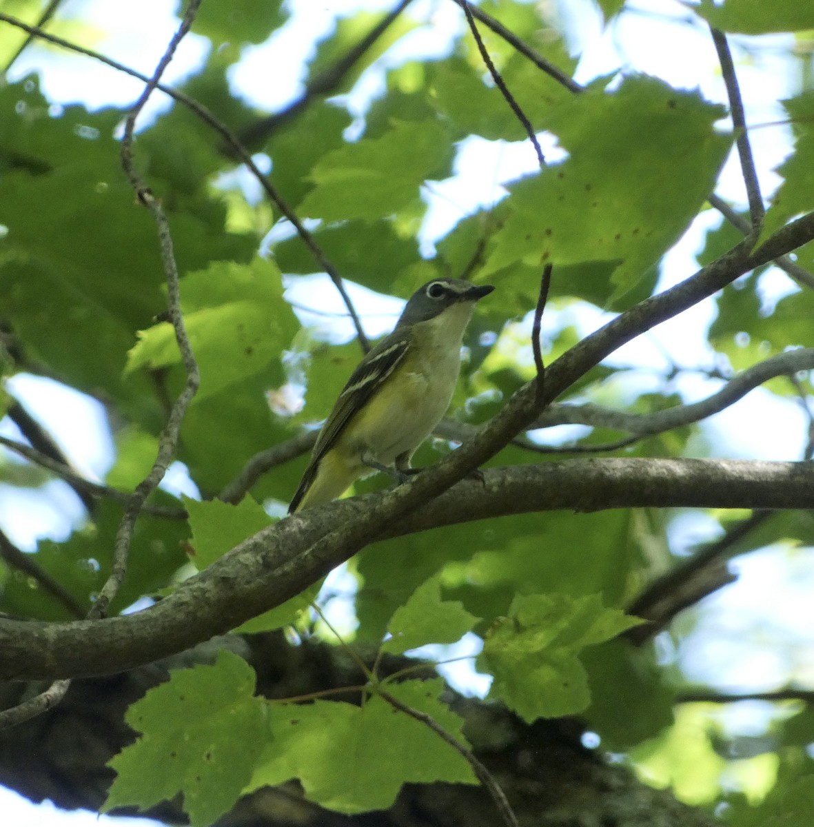 Blue-headed Vireo - ML638364248