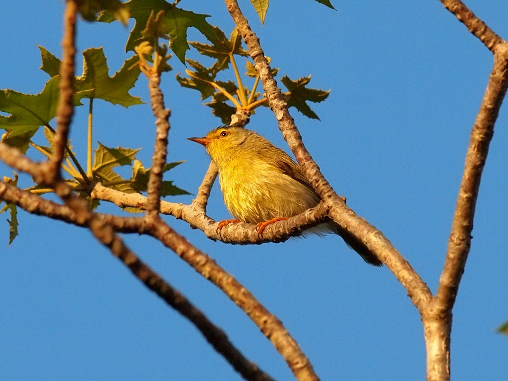 Ереса смугастогорла - ML638364316