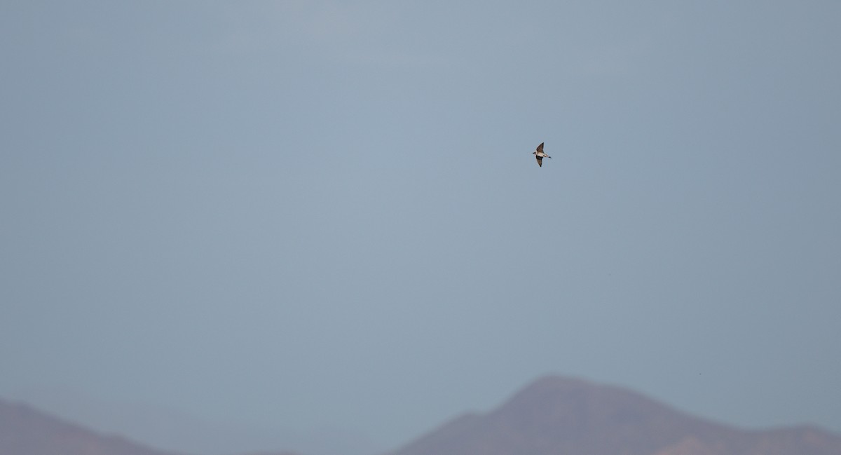 Purple Martin (hesperia) - ML638364317