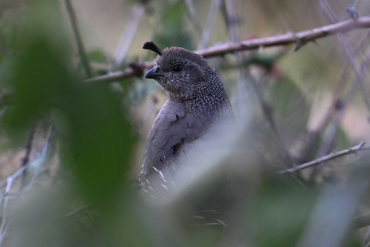 California Quail - ML638364347