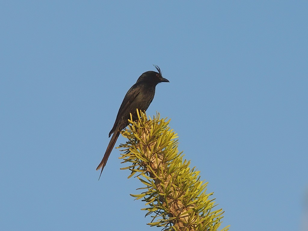 Crested Drongo (Madagascar) - ML638364362
