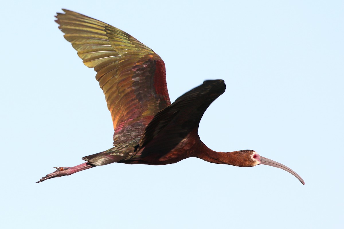 White-faced Ibis - ML638364370
