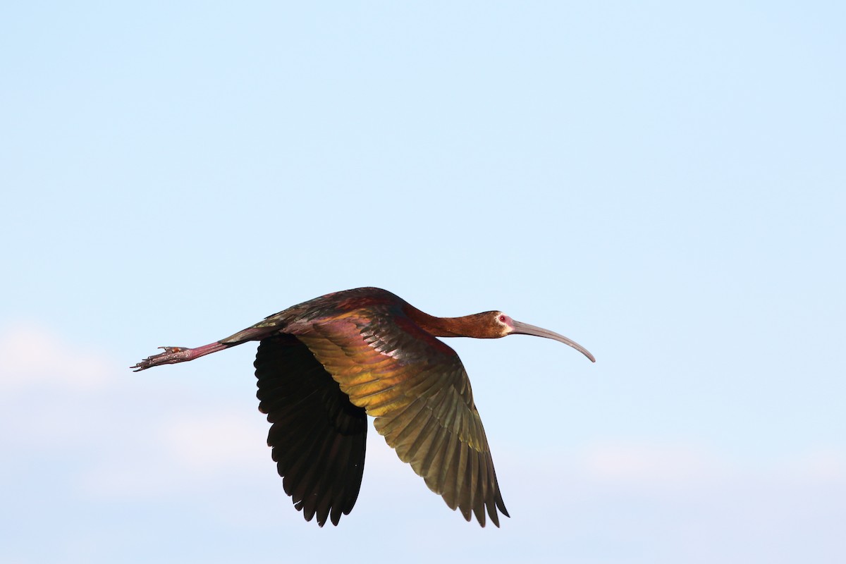 White-faced Ibis - ML638364371