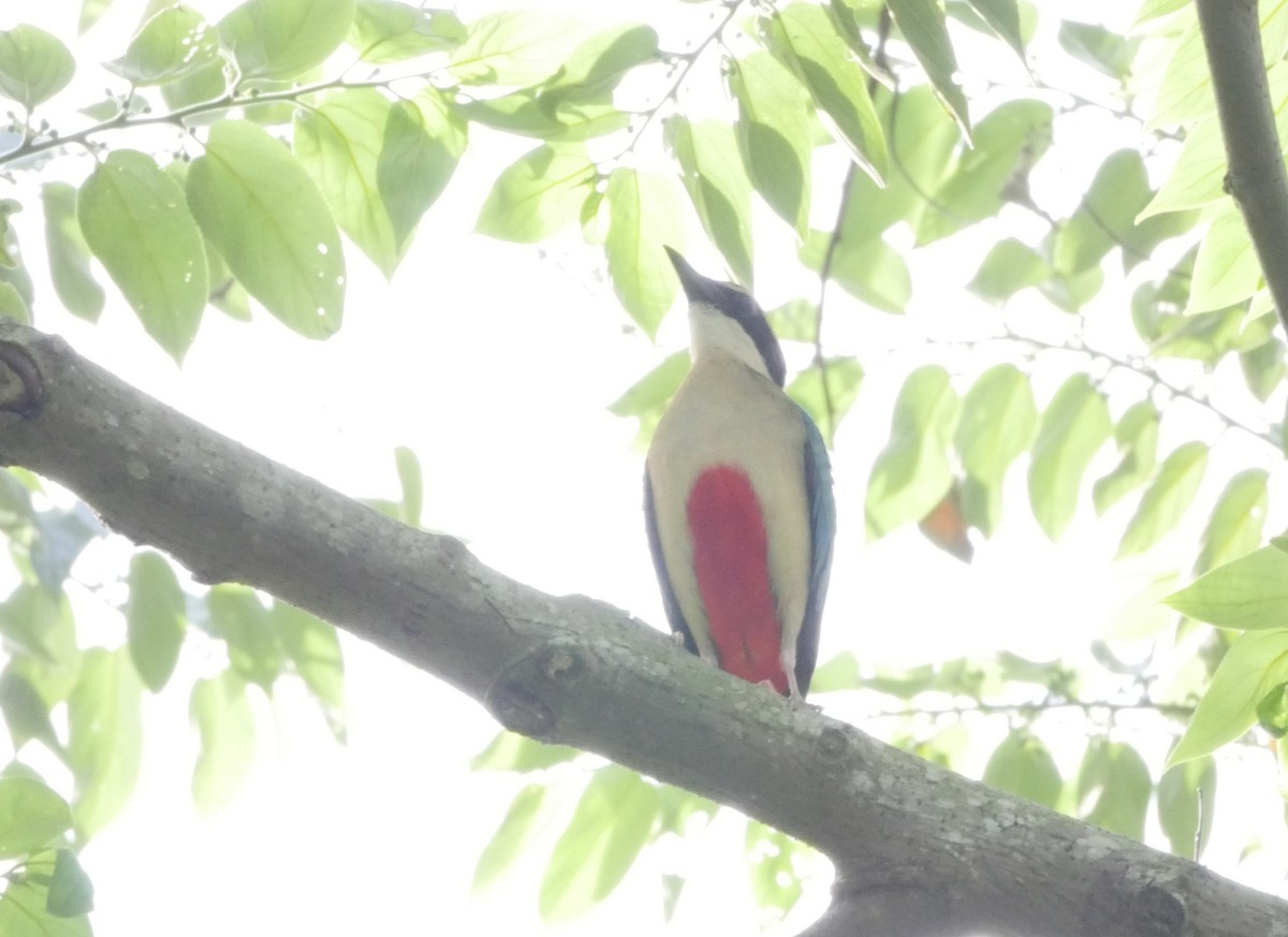 Fairy Pitta - ML638364375