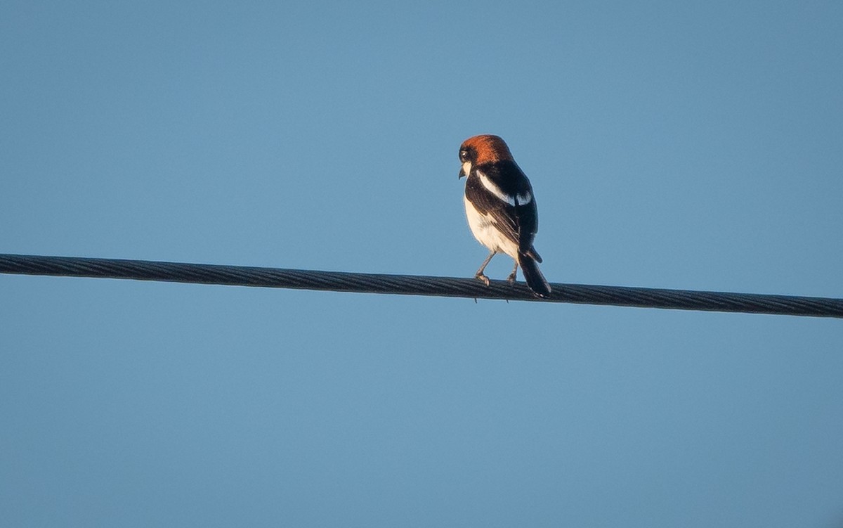 Woodchat Shrike - ML638364386