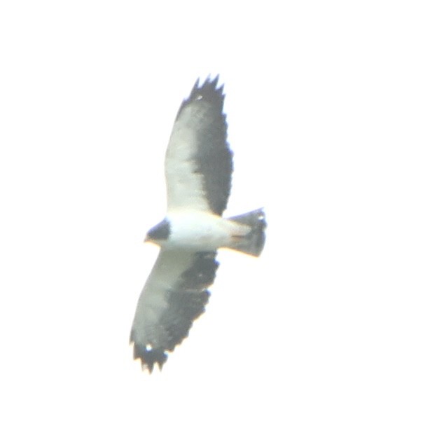Short-tailed Hawk - ML638364408