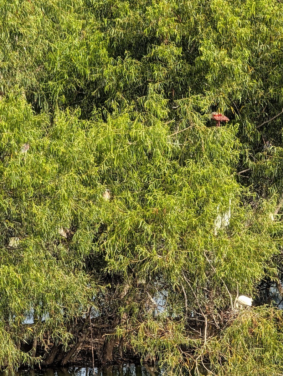 rosenskjestork - ML638364409